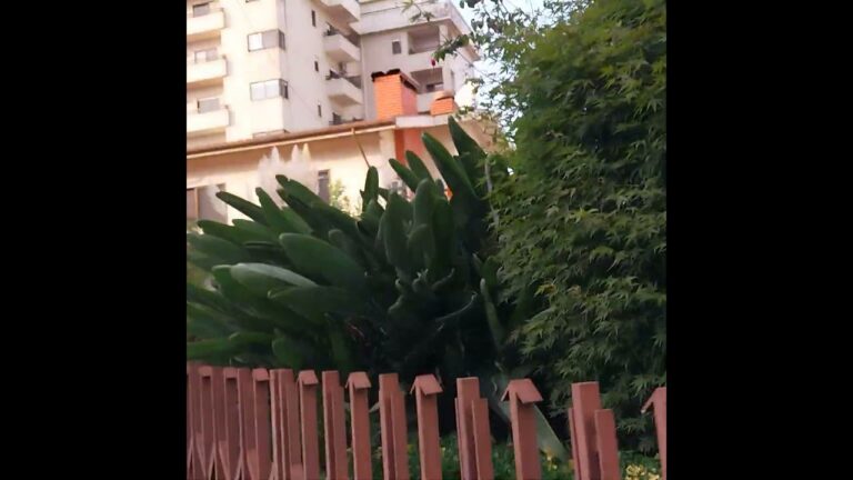 Lidl da Areosa: Inovações e Ofertas Imperdíveis